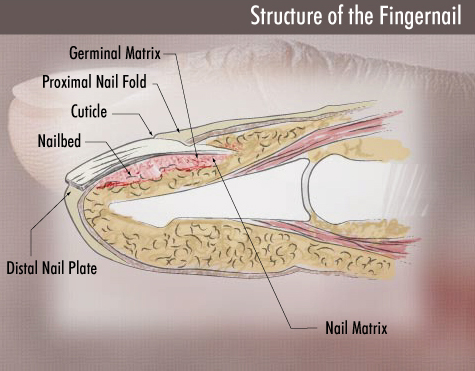 Structure Of Nails - Function Of Nails - Anatomy Of Nails - Why Do We Have  Nails - YouTube | Integumentary system, Structure and function,  Subcutaneous tissue